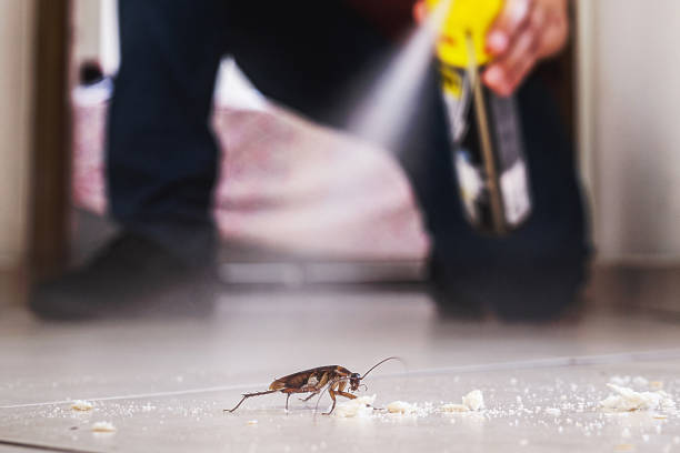 Best Mosquito Control Services  in Mountain Lakes, NJ